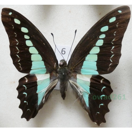 Graphium sarpedon Linnaeus, 1758 Indonesia, Seram 64mm6